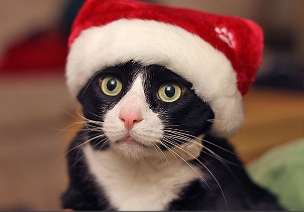 cat with a hat